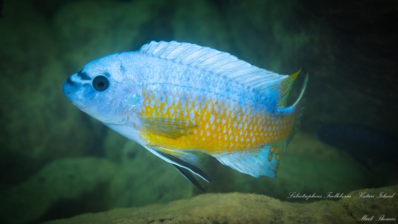 Labeotropheus fuelleborni 'Katale Island'